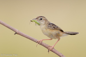 Zitting Cisticola-190819-119EOS1D-F1X20718-W.jpg