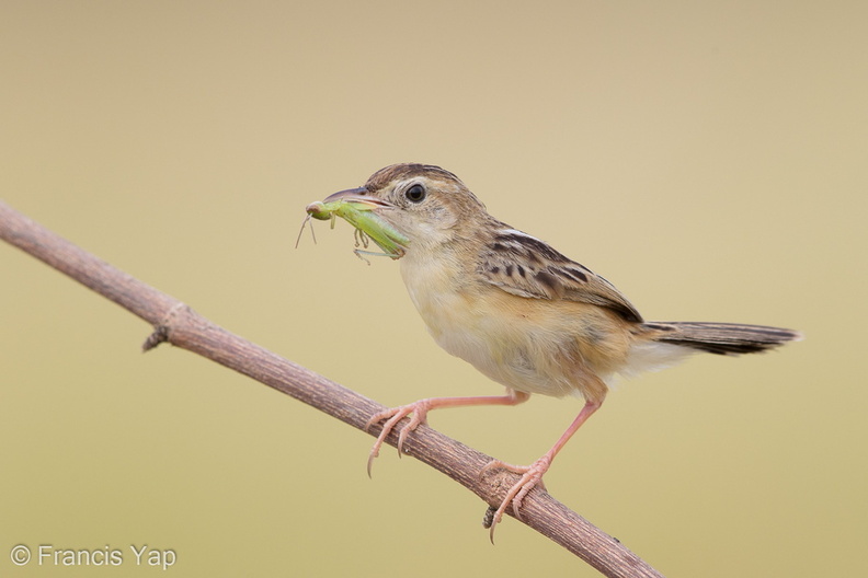 Zitting_Cisticola-190819-119EOS1D-F1X20718-W.jpg