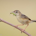 Zitting_Cisticola-190819-119EOS1D-F1X20718-W.jpg