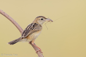 Zitting Cisticola-190819-119EOS1D-F1X20762-W.jpg