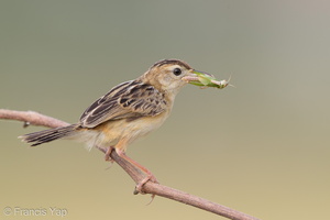 Zitting Cisticola-190819-119EOS1D-F1X20971-W.jpg