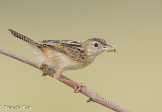 Zitting Cisticola - display this album Zitting Cisticola