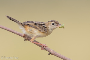 Zitting Cisticola-190819-119EOS1D-F1X21557-W.jpg