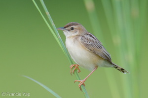 Zitting Cisticola-260608-198FRYAP-FYA01414-W.jpg