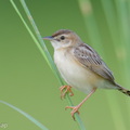 Zitting_Cisticola-260608-198FRYAP-FYA01414-W.jpg