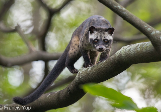 Asian Palm Civet