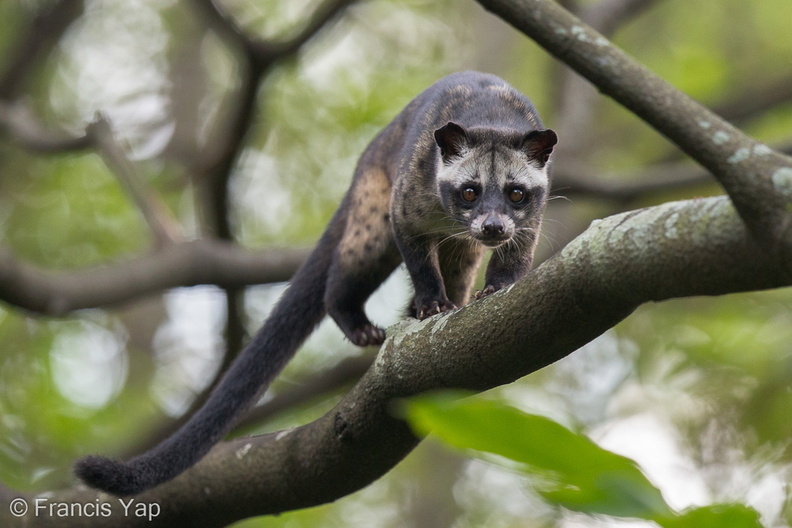 Asian_Palm_Civet-121022-102EOS1D-FY1X9526-W.jpg