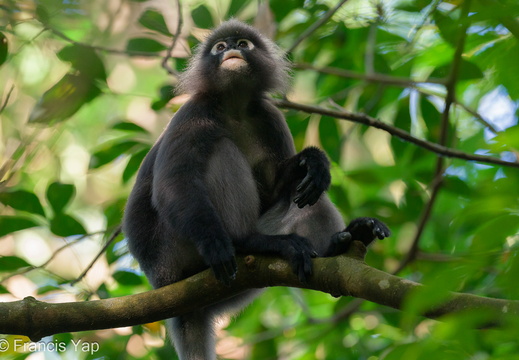 Dusky Langur