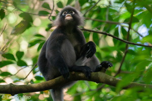 Dusky Langur-200725-116MSDCF-FYP02081-W