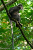 Dusky Langur-200725-116MSDCF-FYP02414-W