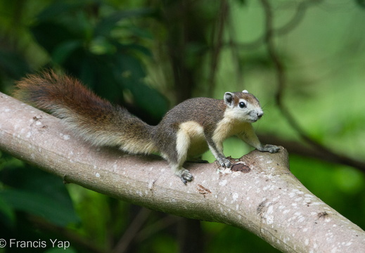 Finlayson's Squirrel