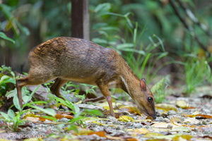 Greater Mousedeer-220504-147MSDCF-FRY05593-W