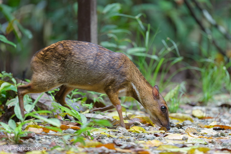 Greater_Mousedeer-220504-147MSDCF-FRY05593-W.jpg