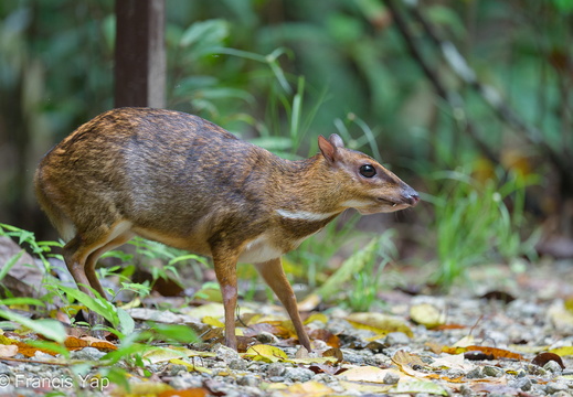 Greater Mousedeer