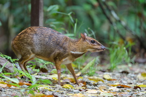 Greater Mousedeer-220504-147MSDCF-FRY05718-W