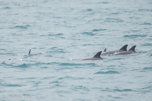 Indo-Pacific Bottlenose Dolphin-120923-101EOS1D-FY1X9198-W