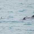 Indo-Pacific_Bottlenose_Dolphin-120923-101EOS1D-FY1X9198-W.jpg