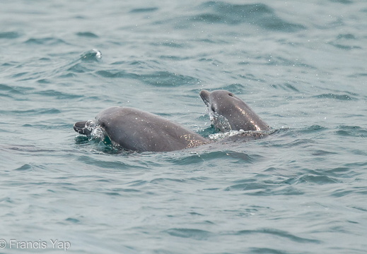 Indo Pacific Bottlenose Dolphin