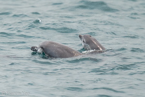 Indo-Pacific Bottlenose Dolphin-120923-101EOS1D-FY1X9205-W