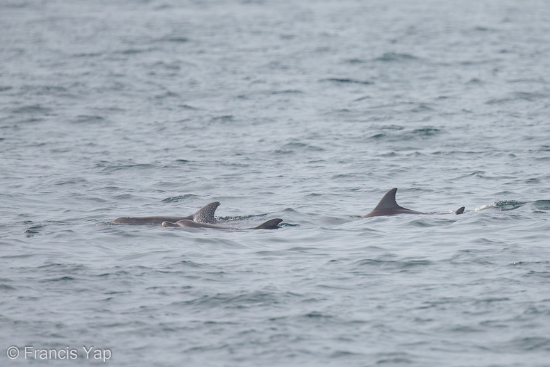 Indo-Pacific_Bottlenose_Dolphin-121007-102EOS1D-FY1X2721-W.jpg