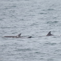 Indo-Pacific_Bottlenose_Dolphin-121007-102EOS1D-FY1X2721-W.jpg