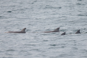 Indo-Pacific Bottlenose Dolphin-121007-102EOS1D-FY1X2883-W
