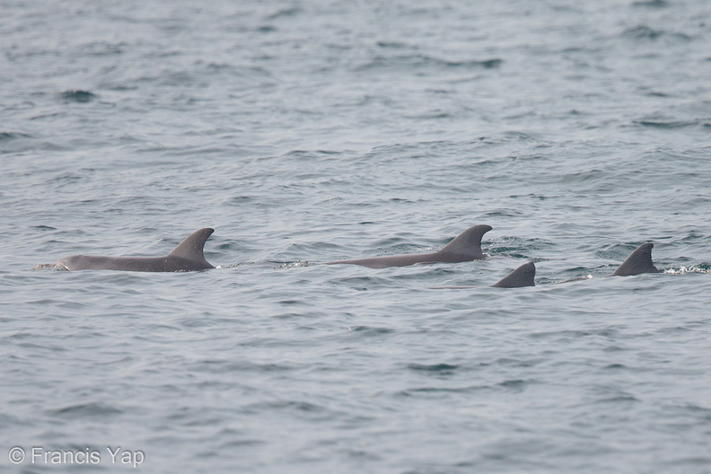 Indo-Pacific_Bottlenose_Dolphin-121007-102EOS1D-FY1X2883-W.jpg