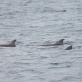Indo-Pacific_Bottlenose_Dolphin-121007-102EOS1D-FY1X2883-W.jpg