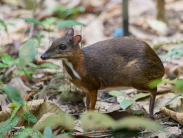 Lesser Mousedeer-170824-112EOS1D-F1X29293-W