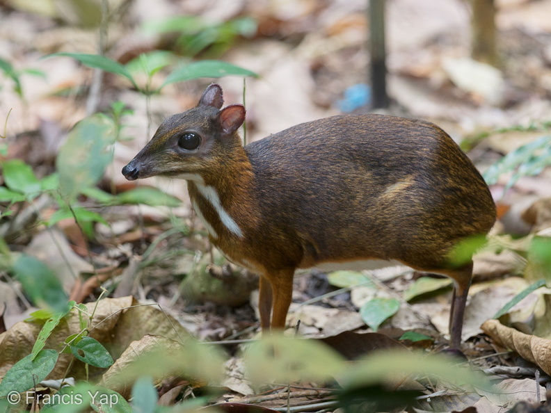 Lesser_Mousedeer-170824-112EOS1D-F1X29293-W.jpg