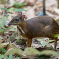 Lesser_Mousedeer-170824-112EOS1D-F1X29293-W.jpg