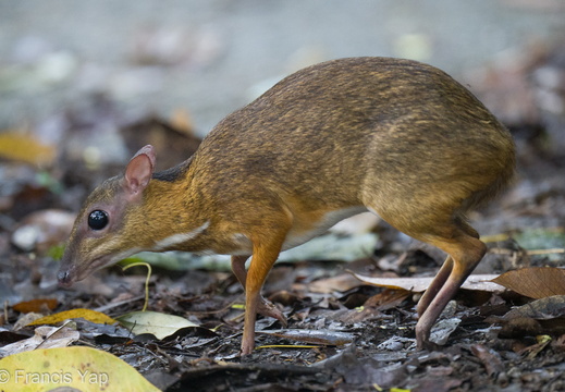 Lesser Mousedeer