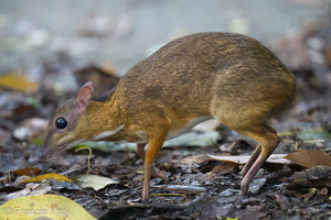 Lesser Mousedeer-210604-112MSDCF-FRY01273-W