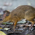 Lesser_Mousedeer-210604-112MSDCF-FRY01273-W.jpg