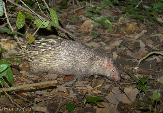 Malayan Porcupine