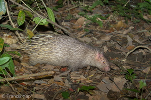 Malayan Porcupine-170816-112EOS1D-F1X28334-W