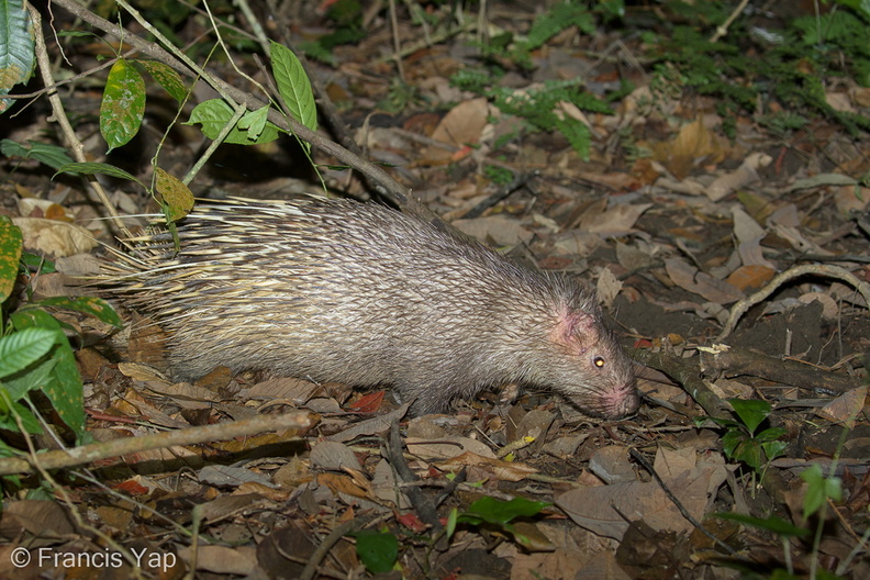 Malayan_Porcupine-170816-112EOS1D-F1X28334-W.jpg