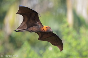Malaysian Flying Fox-160520-100EOS1D-F1X27402-W