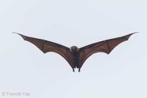 Malaysian Flying Fox-160525-101EOS1D-F1X21300-W
