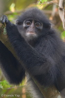 Raffles Banded Langur-180708-110ND500-FYP 2084-W