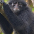 Raffles_Banded_Langur-180708-110ND500-FYP_2084-W.jpg