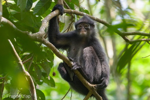 Raffles Banded Langur-180722-110ND500-FYP 3304-W