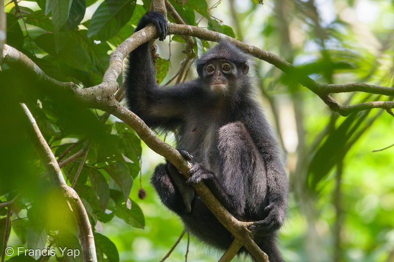 Raffles_Banded_Langur-180722-110ND500-FYP_3304-W.jpg
