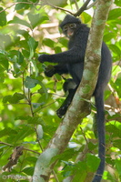 Raffles Banded Langur-180722-110ND500-FYP 3454-W