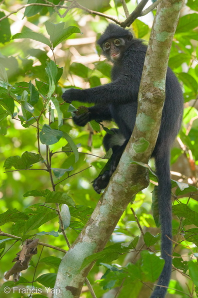 Raffles_Banded_Langur-180722-110ND500-FYP_3454-W.jpg