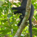 Raffles_Banded_Langur-180722-110ND500-FYP_3454-W.jpg