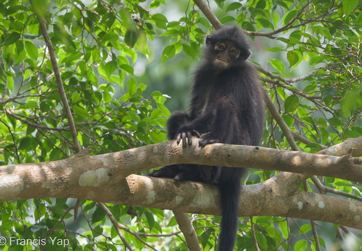 Raffles' Banded Langur
