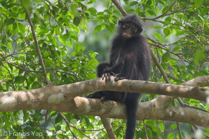 Raffles Banded Langur-180722-110ND500-FYP 3993-W