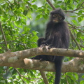 Raffles_Banded_Langur-180722-110ND500-FYP_3993-W.jpg
