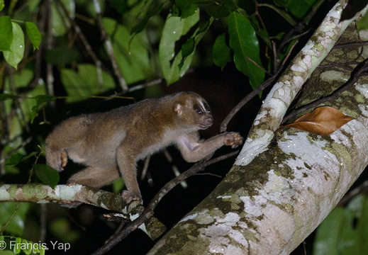 Mammals